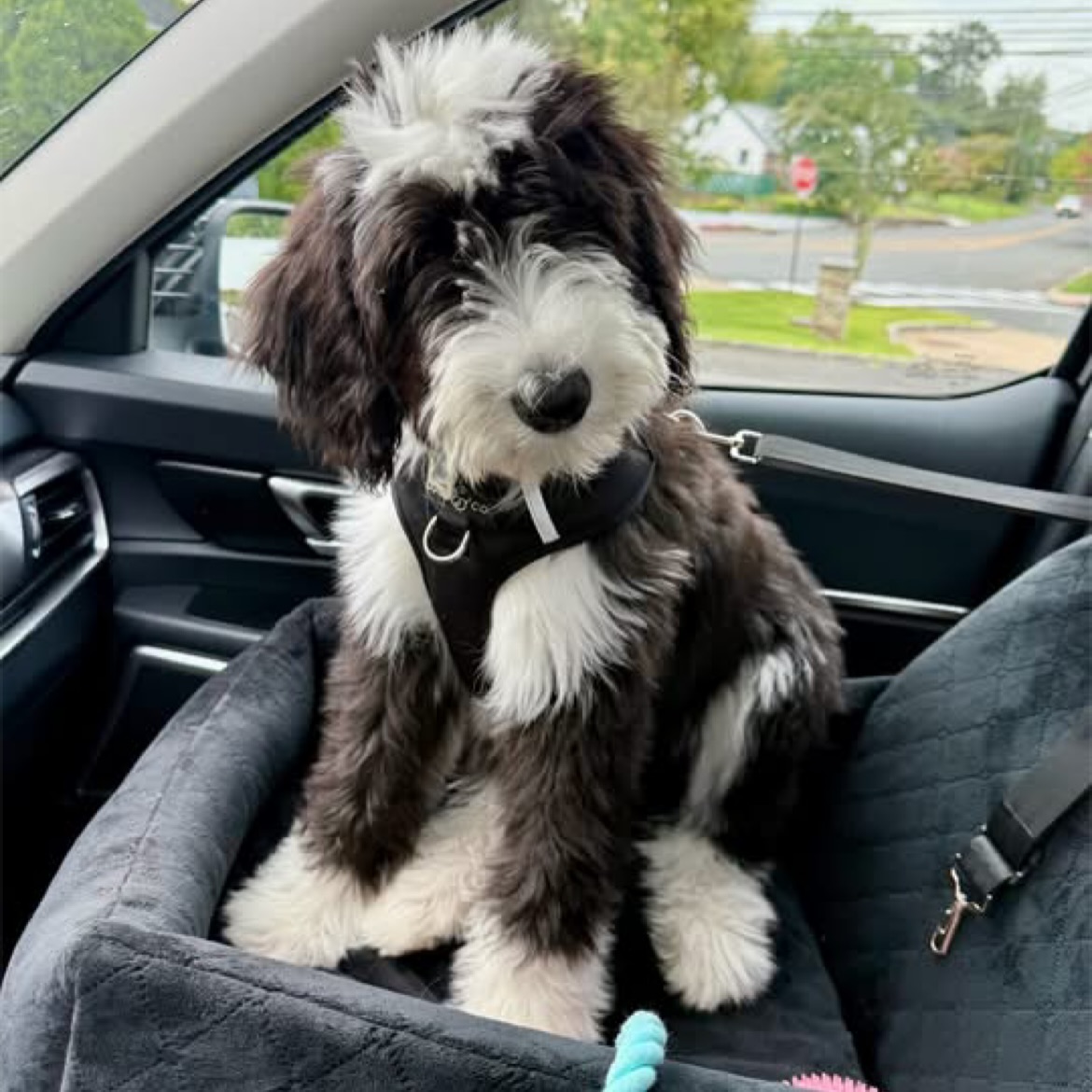 We are thrilled to share that both mama Sweetpea and mama Poppy are pregnant with F1 Sheepadoodles! ๐ฅณ Our wonderful Old English Sheepdog, Huckleberry, sure was proud when we told him the news that heโs going to be a sheepie dad again! โบ๏ธ
The photos here are what to expect in the puppies! The pups will be black and white with wavy coats and will mature to 50-70 lbs - ready to go home mid & late October and the lists are now open!๐๐๐
#sheepadoodle #sheepadoodlepuppy #puppy #virginia