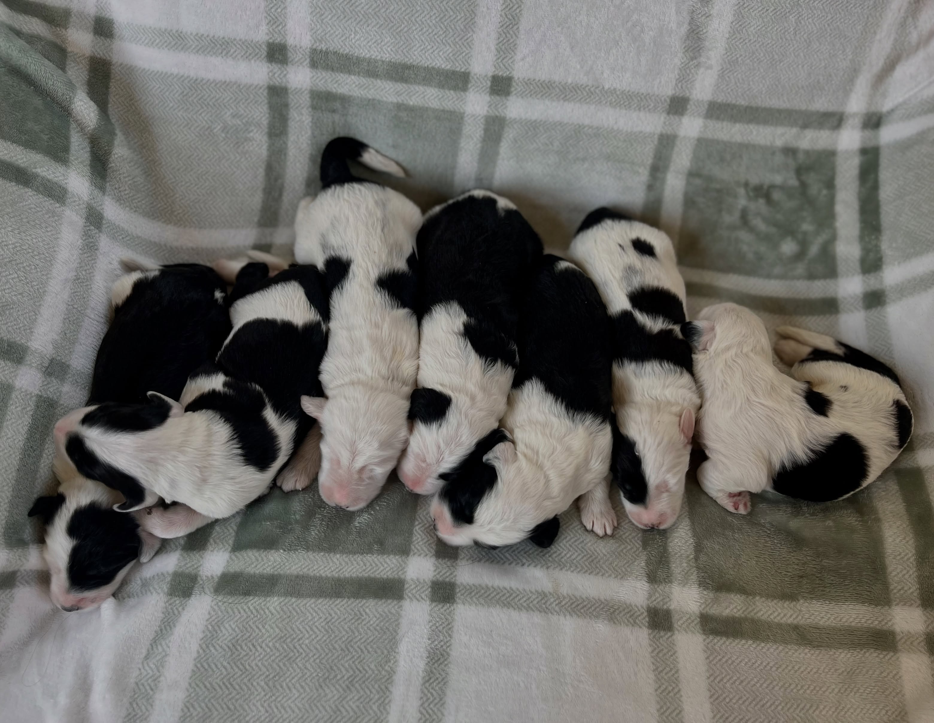 🍼🐾Introducing our newest F1 Sheepadoodles from Sweetpea and Huck! These precious little ones joined us a few days ago and we are completely smitten 🥹 Sweetpea welcomed 7 perfect sheepies (4 boys & 3 girls) and did an amazing job as a first time mama! We are so so proud of this wonderful girl and love seeing her step into mommyhood with such grace and ease🤗
These pups will be standard size (50-70 lbs) with wavy non-shedding coats and ready to join you September 26th! 🍁🎃🐾 The list is open! Send us an email for details on adding one of these sweeties to your family this fall❤️
#sheepadoodle #f1sheepadoodle #sheepie #puppy #virginia